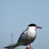 dsc04454