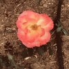 rHODOS